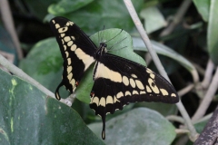 London-Zoo-042