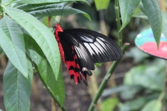 London-Zoo-043