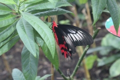 London-Zoo-044