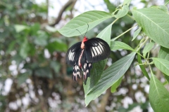 London-Zoo-046