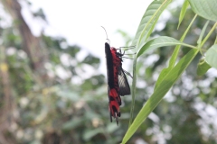 London-Zoo-047