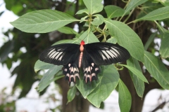London-Zoo-048