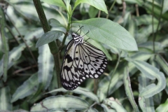 London-Zoo-049