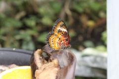 London-Zoo-050