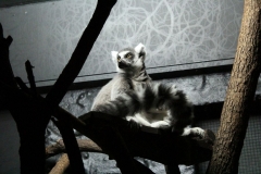 London-Zoo-052