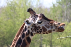 Banham-Zoo-001