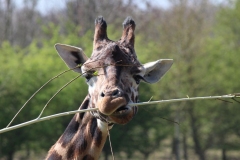 Banham-Zoo-002