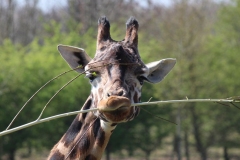 Banham-Zoo-003