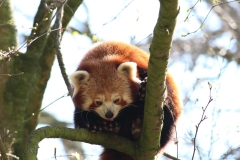 Banham-Zoo-005