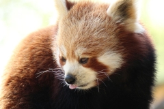 Banham-Zoo-006