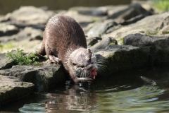 Banham-Zoo-007