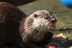Banham-Zoo-009