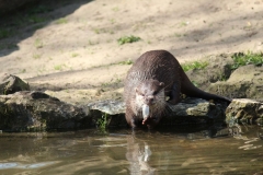 Banham-Zoo-010
