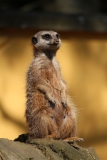 Banham-Zoo-011