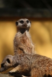 Banham-Zoo-012