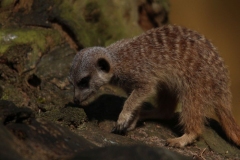 Banham-Zoo-013