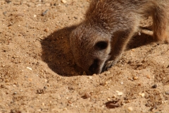 Banham-Zoo-014