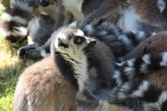 Banham-Zoo-015
