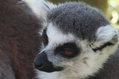 Banham-Zoo-016