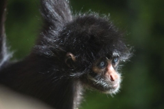 Banham-Zoo-017
