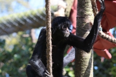 Banham-Zoo-018