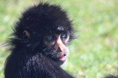 Banham-Zoo-019
