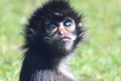 Banham-Zoo-020