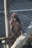 Banham-Zoo-022
