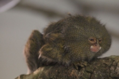 Banham-Zoo-023