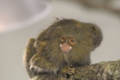Banham-Zoo-024