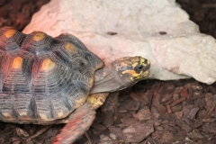 Banham-Zoo-025