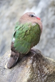 Banham-Zoo-026