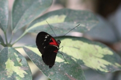 Banham-Zoo-028
