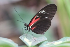 Banham-Zoo-030