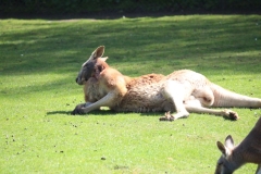 Banham-Zoo-031