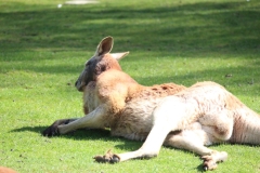 Banham-Zoo-032