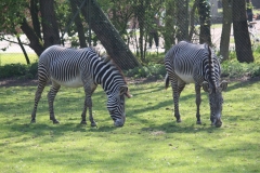 Banham-Zoo-033