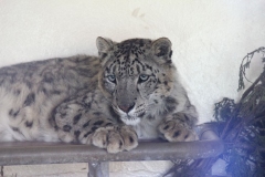 Banham-Zoo-034