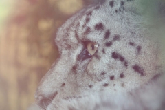 Banham-Zoo-035