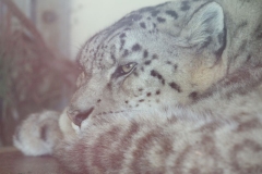 Banham-Zoo-037
