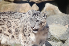 Banham-Zoo-038