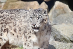 Banham-Zoo-039