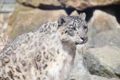 Banham-Zoo-040
