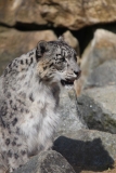 Banham-Zoo-041