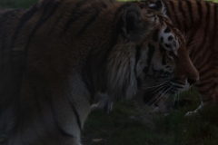 Banham-Zoo-042