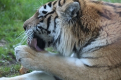 Banham-Zoo-043