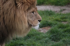 Africa-Alive-006
