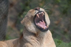 Africa-Alive-008