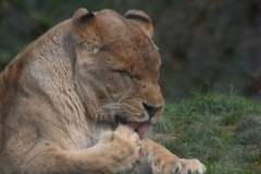 Africa-Alive-009