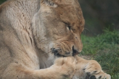 Africa-Alive-010